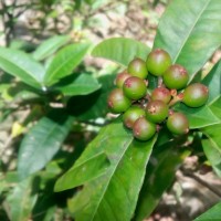 Ixora coccinea L.